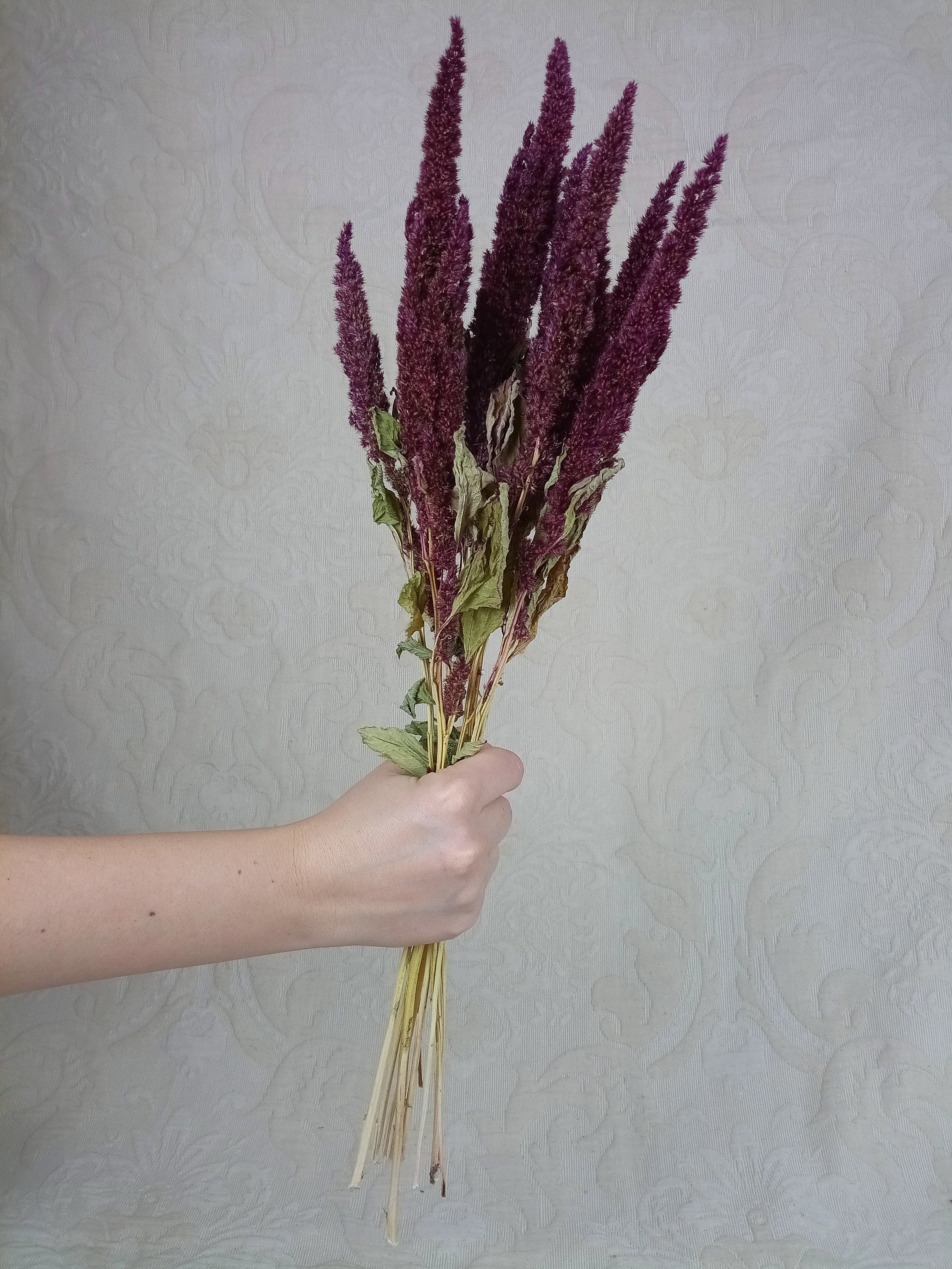 Dried Amaranthus Flower Natural Red Bunch Etsy