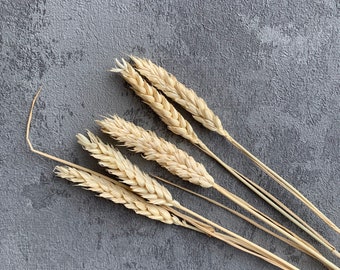 Dried Wheat - Ecru