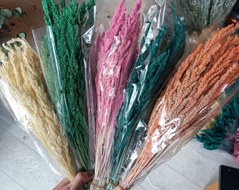 Wholesale Dried Phalaris