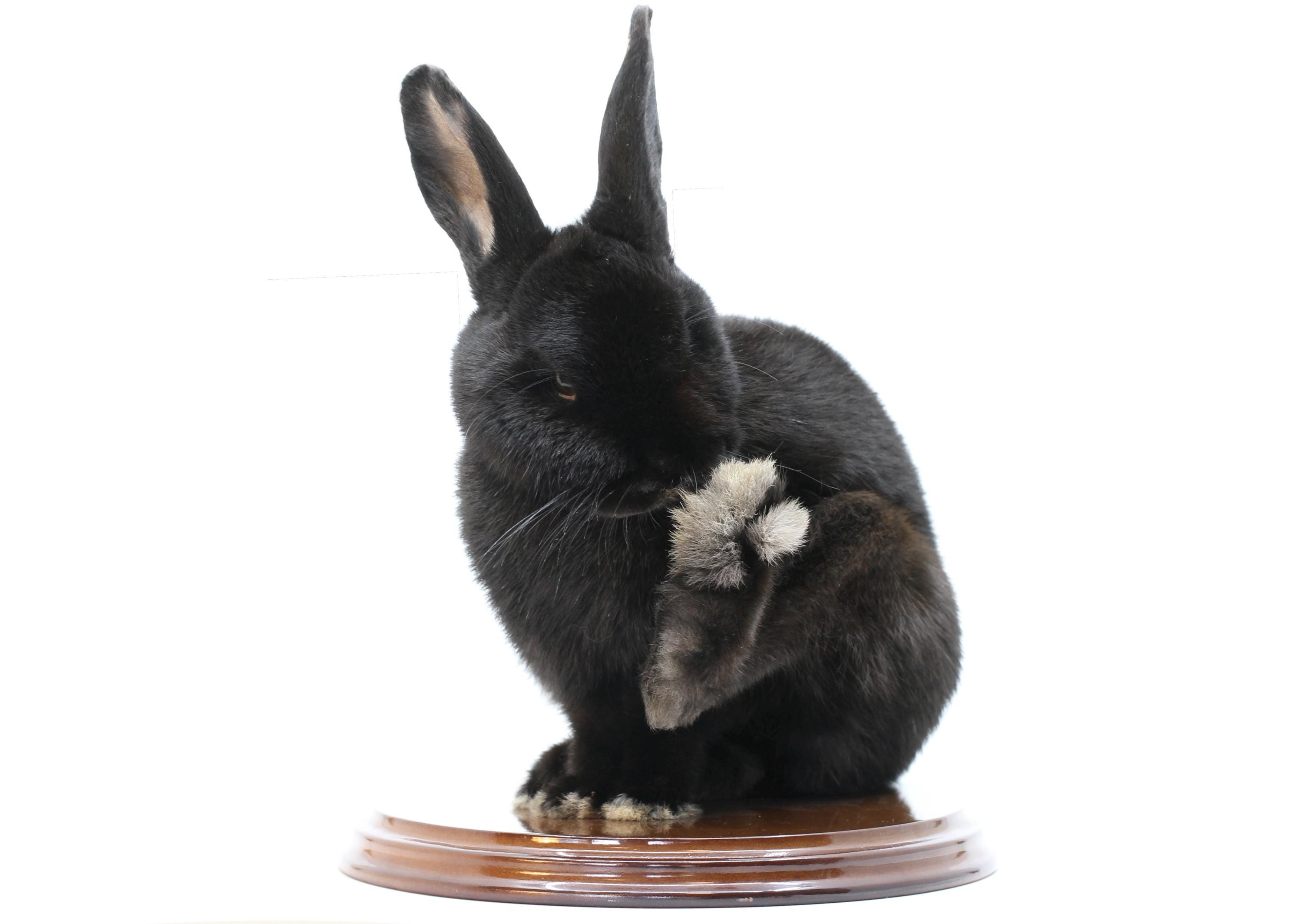 Beautiful Taxidermy Bunny Rabbit Tassidermia Ethical Cute Soft Hare ...