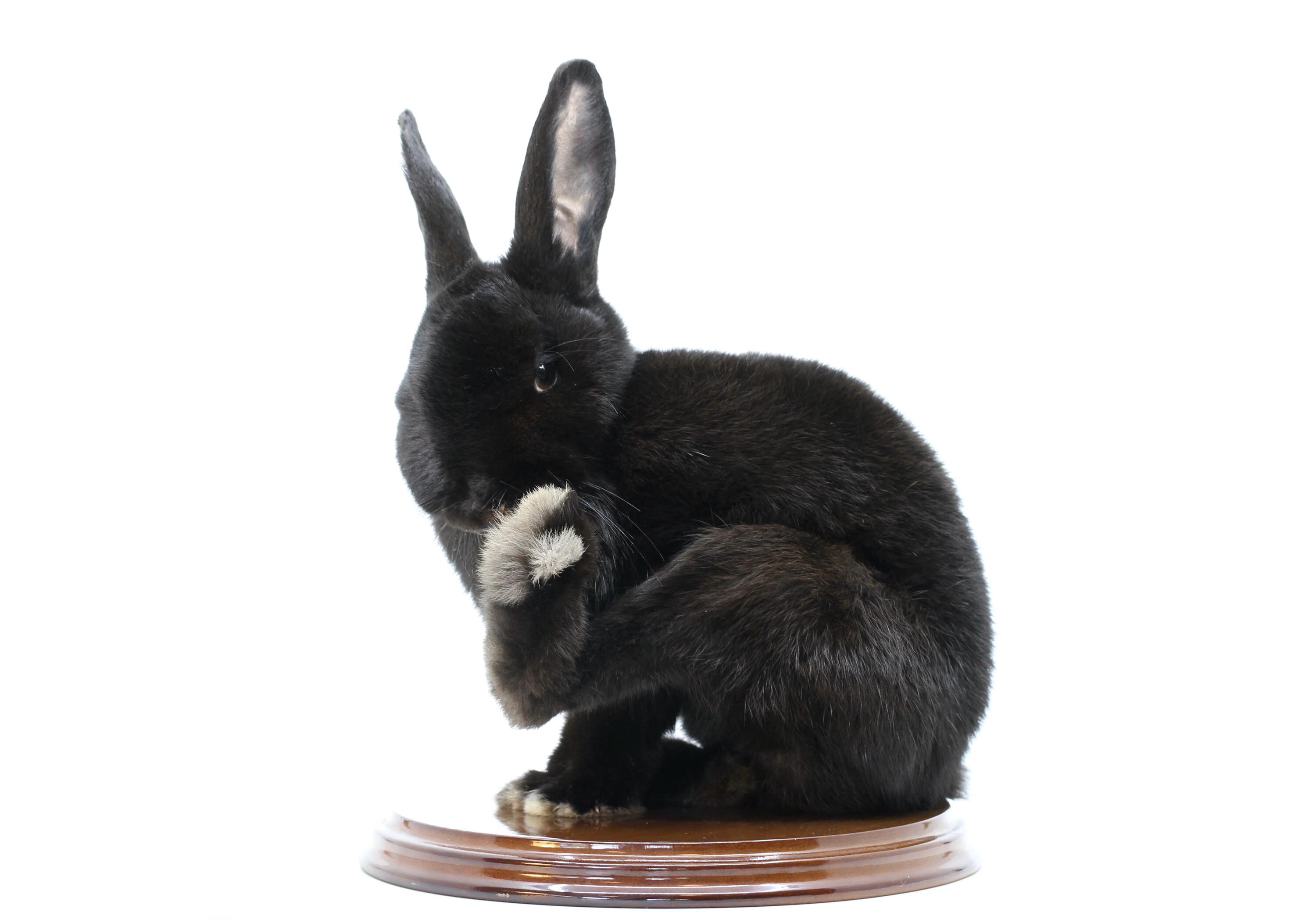 Beautiful Taxidermy Bunny Rabbit Tassidermia Ethical Cute Soft Hare ...
