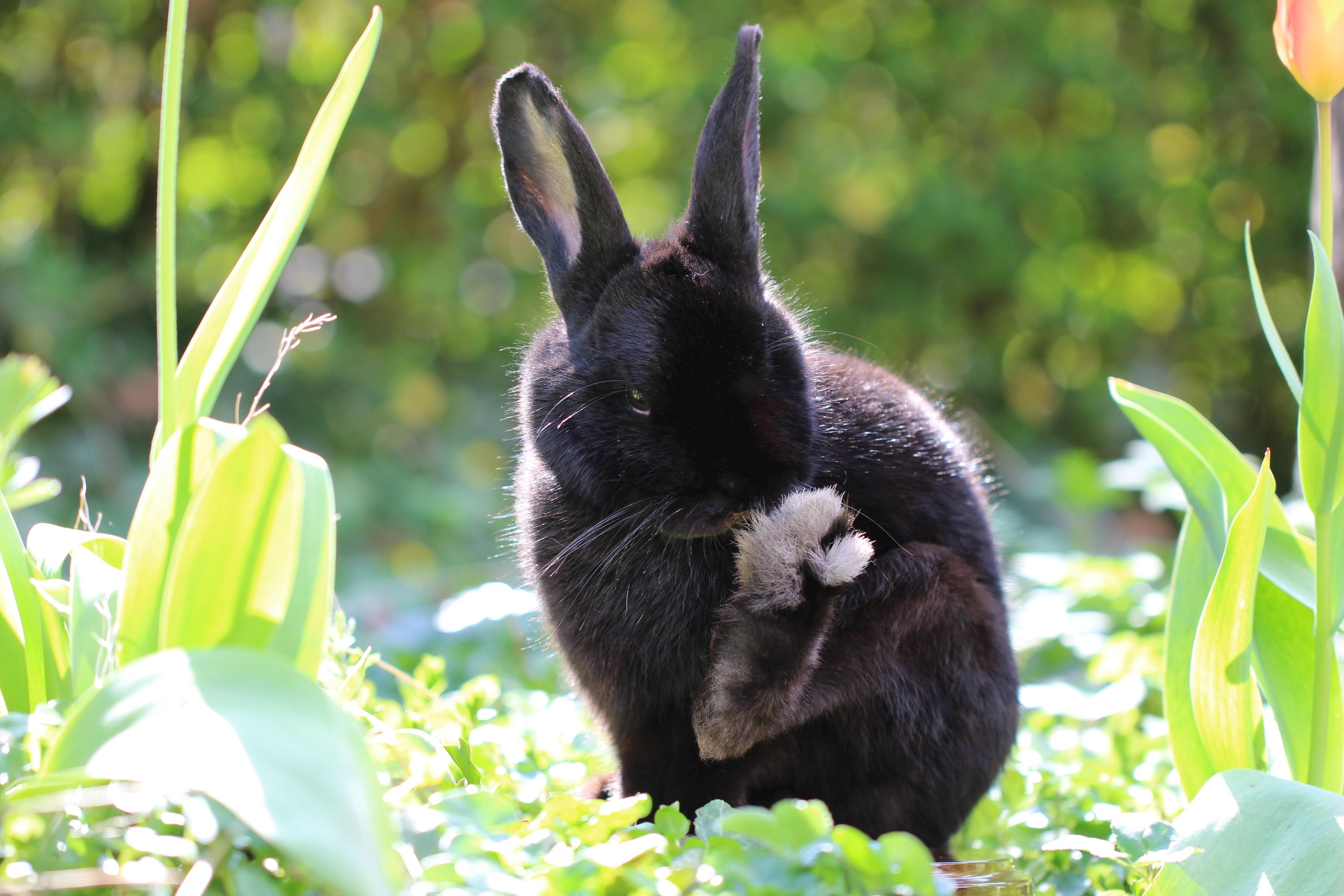 Beautiful Taxidermy Bunny Rabbit Tassidermia Ethical Cute Soft Hare ...