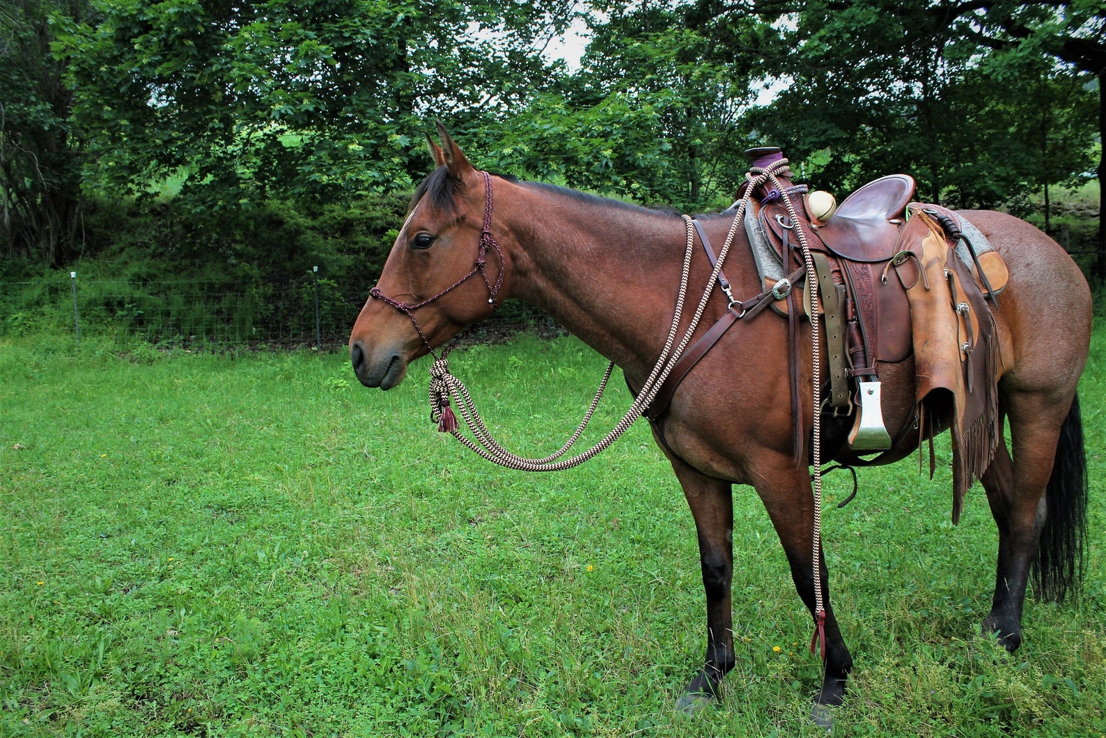 Rope Halter & Mecates Natural Horsemanship Hackamore 21 Etsy