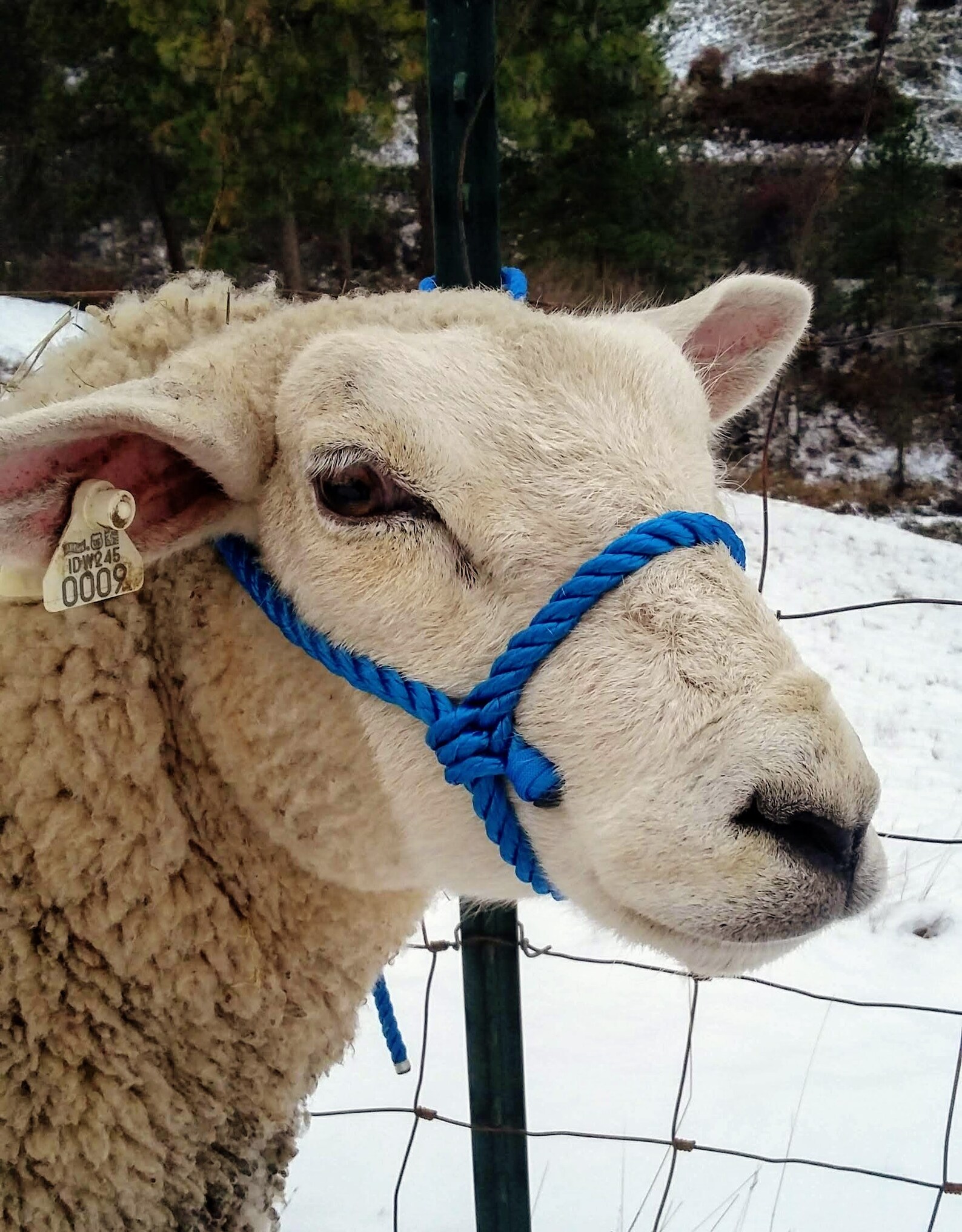 Sheep Rope Halter Adult Size Four Color Options Etsy