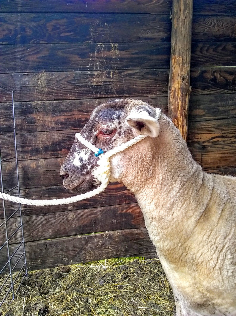 Fancy Sheep Rope Halter With Paracord Beads Lamb & Adult Etsy