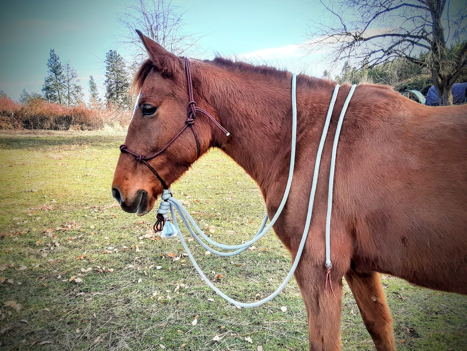 Rope Halter & Mecates Natural Horsemanship Hackamore 21 Etsy