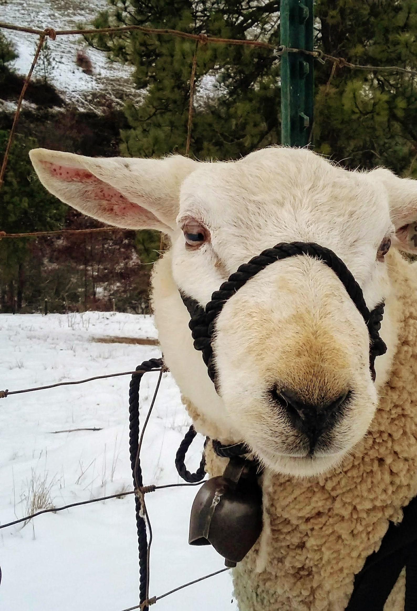 Sheep Rope Halter Adult Size Four Color Options Etsy