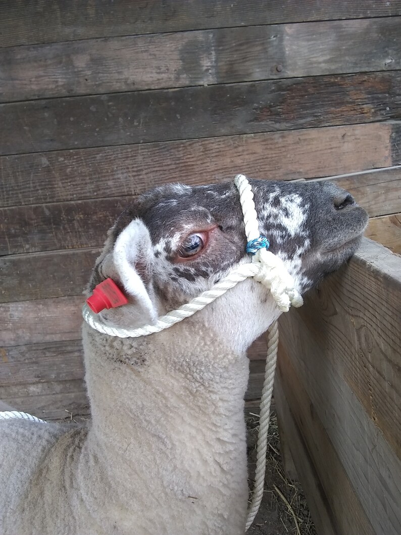 Fancy Sheep Rope Halter With Paracord Beads Lamb & Adult Etsy