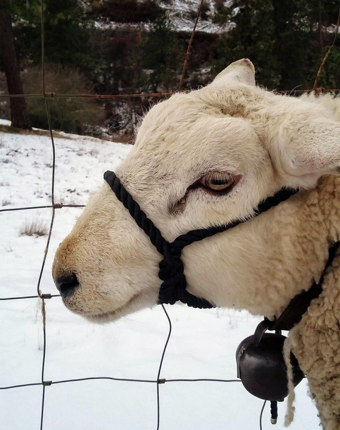 Sheep Rope Halter Adult Size Four Color Options Etsy