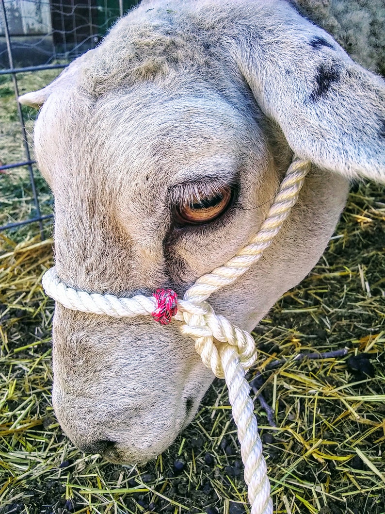 Fancy Sheep Rope Halter With Paracord Beads Lamb & Adult Etsy