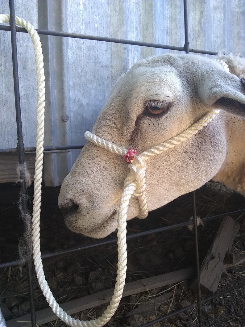 Fancy Sheep Rope Halter With Paracord Beads Lamb & Adult Etsy