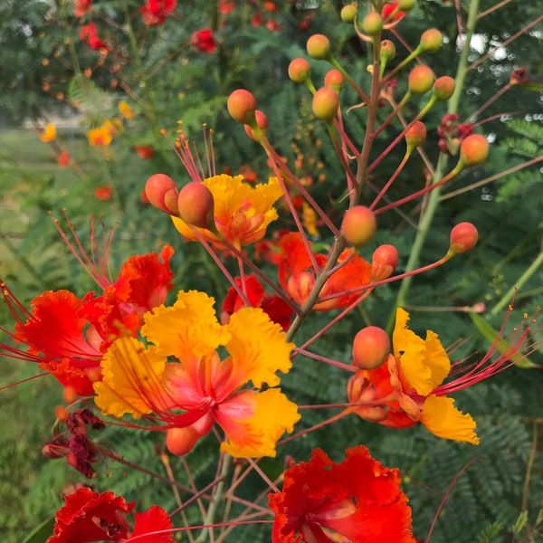 Peacock flower seeds, poinciana,  red bird of paradise, Mexican bird of paradise, dwarf poinciana, pride of Barbados