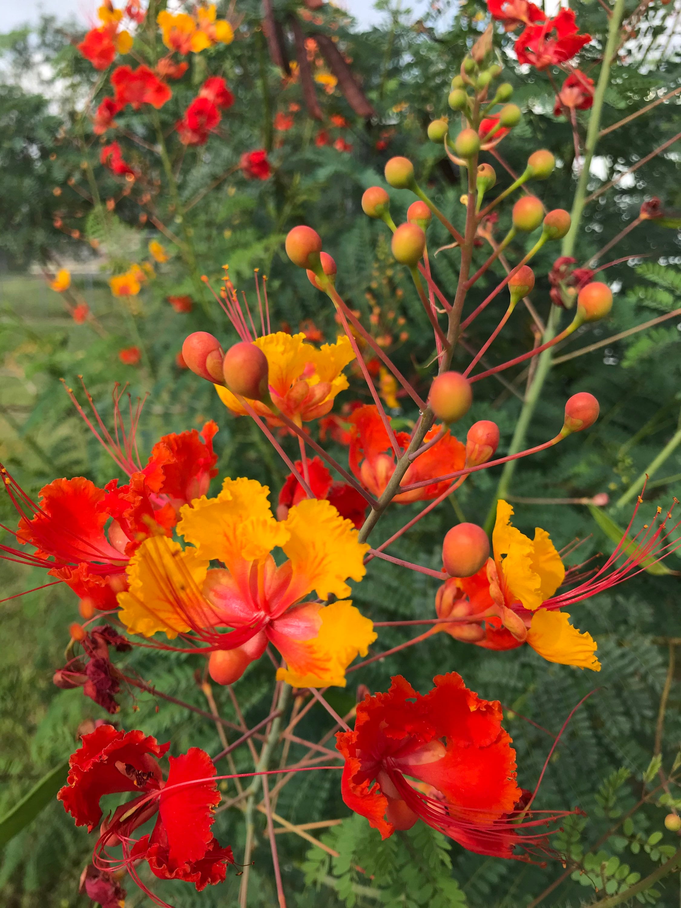 チベットペマラカの花とベネチアンシード Bird paradise seed - Etsy 日本