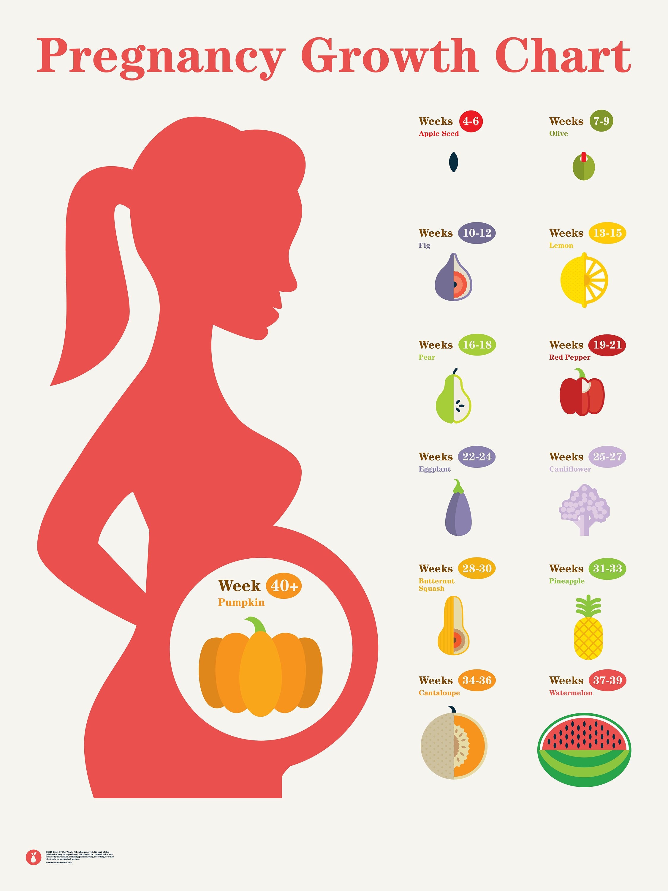Pregnancy Growth Chart/Pregnancy Poster/Chiropractic Etsy