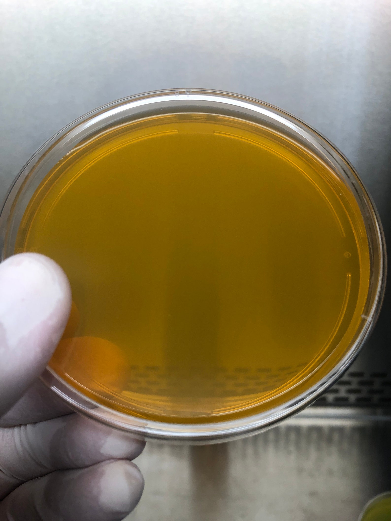 20 Custom Color Prepoured Agar Petri Dishes Polystyrene 100mm Etsy