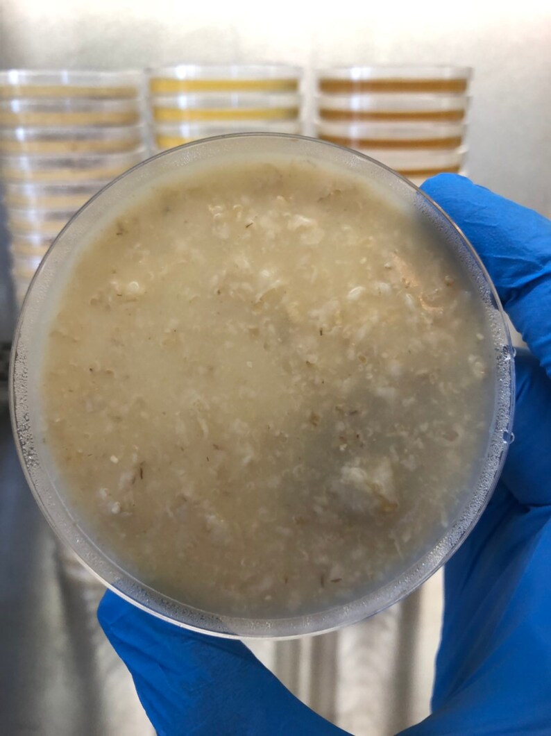Pre-poured Oatmeal Malt Yeast Extract Agar Petri Dishes Plastic 100mm x 15mm with Parafilm 20 OMYA