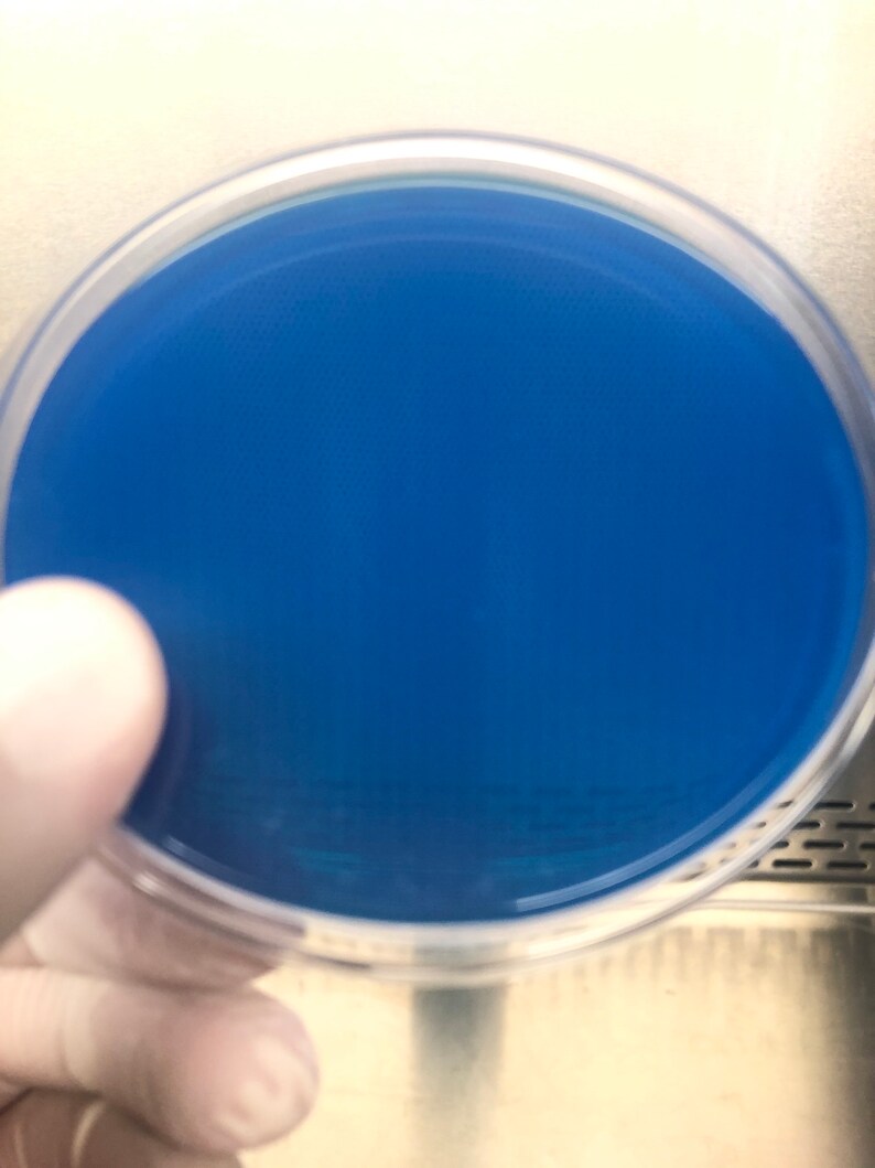 20 Custom Color Pre-poured Agar Petri Dishes Polystyrene 100mm | Etsy