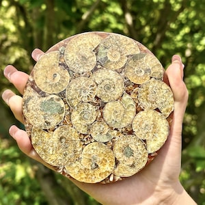 100g+ Natural Ammonite Fossil shell Plate Disk +Free Stand，Conch，Home Decor，Ornaments，Spiral shell Fossil，Fossil specimens，Reiki healing 1PC