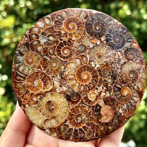 100G+ Natural Ammonite Fossil shell Plate Disk +Free Stand，Conch，Home Decor，Ornaments，Spiral shell Fossil，Fossil specimens，Reiki healing 1PC