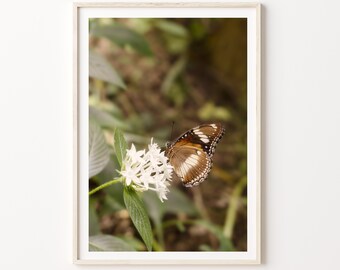 May include: A brown and white butterfly with black markings is perched on a white flower with green leaves. The background is blurred and out of focus.