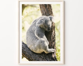 Koala Print, Digital Purchase, Cute Koala Sleeping Photography Print, Australian Koala, Cute Australian Animal Print, Digital Download.