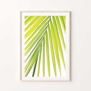 Palm Tree Print, Digital Printable Photography, Download Print of Palm Fronds, Coastal Photography Palm Tree Print