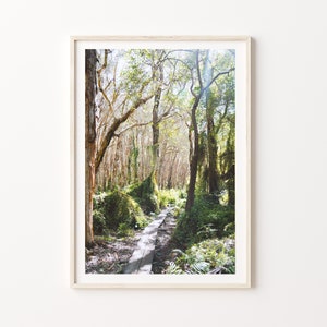 Australian Bushland Print, Paperbark Trees, Digital Download Poster Print, Australian Outback Bush Print.