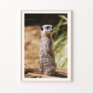 Meerkat Photography Download, Cute Print, Meerkat Animal Photography Print, Digital Printable Wall Decor.