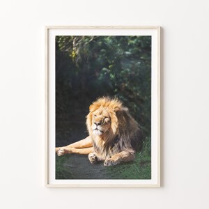 Lion Poster Print, Digital Download of lion print. Lion Photography Art Print Download. Printable Image.