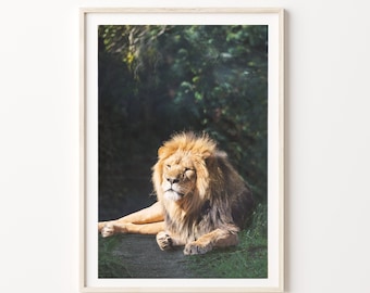 Lion Poster Print, Digital Download of lion print. Lion Photography Art Print Download. Printable Image.