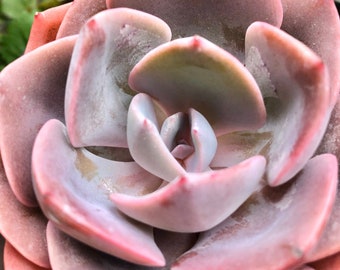 Echeveria Dusty Rose | Rare pink Korean imported Hybrid succulent plant