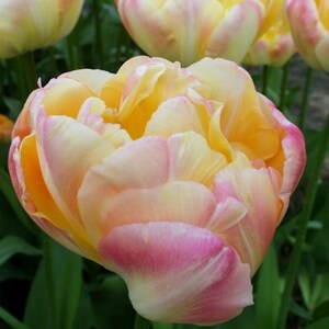 Tulip Creme Upstar bulbs | Award-winning Double Late Peony Tulips, large romantic, sweetly fragrant cream/pink flowers