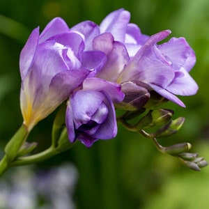 Freesia Double Purple bulbs/corms | violet perennial flowers, fragrant bouquets, easy to grow, friendship gift, wedding