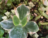 Crassula Ovata Variegata Variegated Money Plant Hardy Jade Succulent