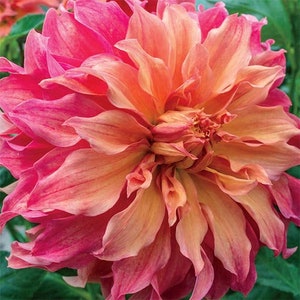 Dahlia 'Belle of Barmera' tuber | Beautiful peachy-pink decorative dahlia; perennial flowers, spring planting, summer to fall blooming