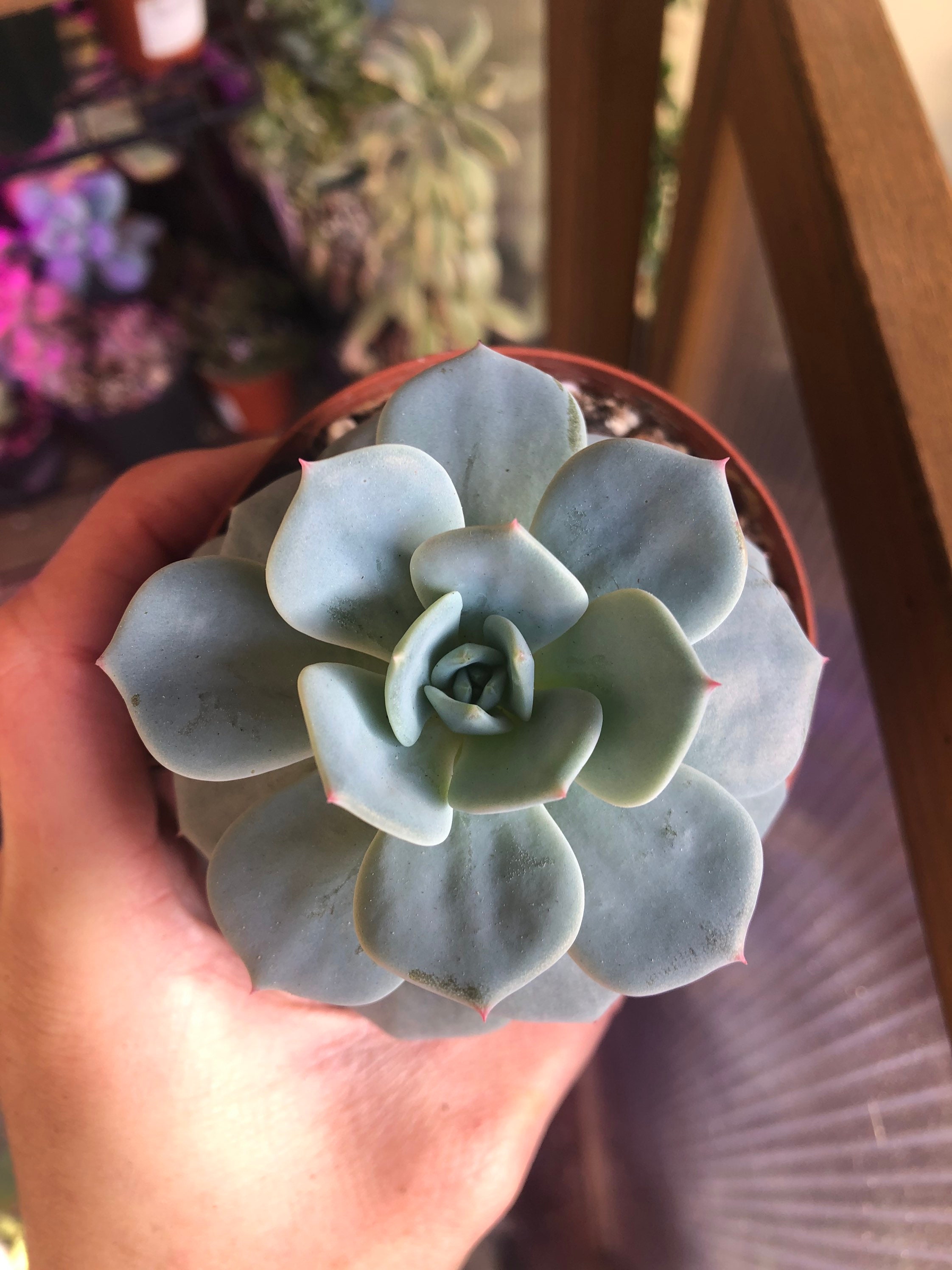 Echeveria Mont Blanc, Hybride d'echeveria Laui X E. Atlantis | Plante Succulente Bleue de Corée, Rar