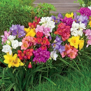 Freesia Double Mixed bulbs/corms | rainbow variety of colors, multicolored, perennial flowers, fragrant bouquets, garden gift
