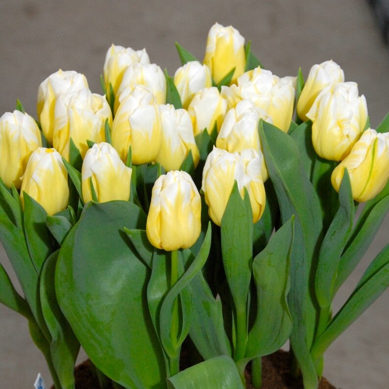 Tulip bulbs Calgary Flames Triumph Tulip cheerful yellow Etsy