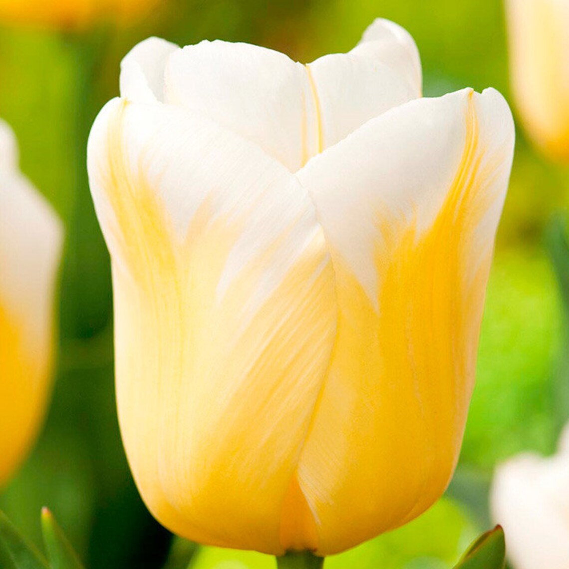 Tulip bulbs Calgary Flames Triumph Tulip cheerful yellow Etsy