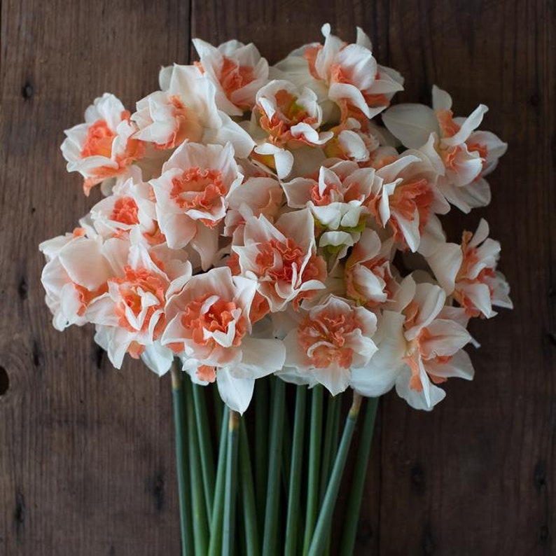 Narcissus Replete bulbs Jonquil/Daffodil Late Double variety Etsy