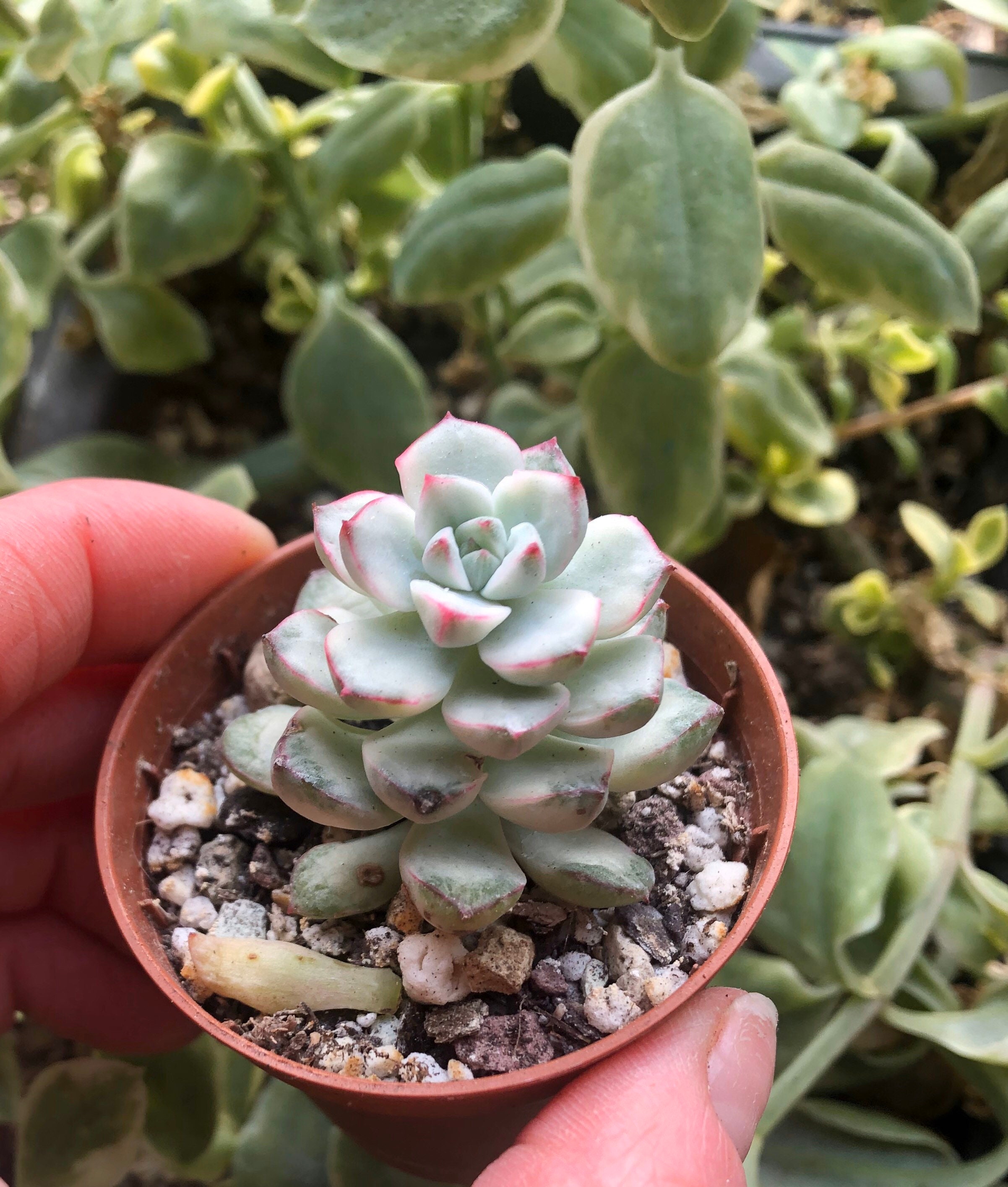 Echeveria Tango Variegata | Succulente Panachée Très Rare, Plante