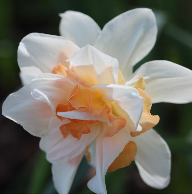 Narcissus Replete bulbs Jonquil/Daffodil Late Double variety Etsy