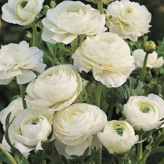 Ranunculus White corms for pots Renoncule asiatique Tomer - Etsy México