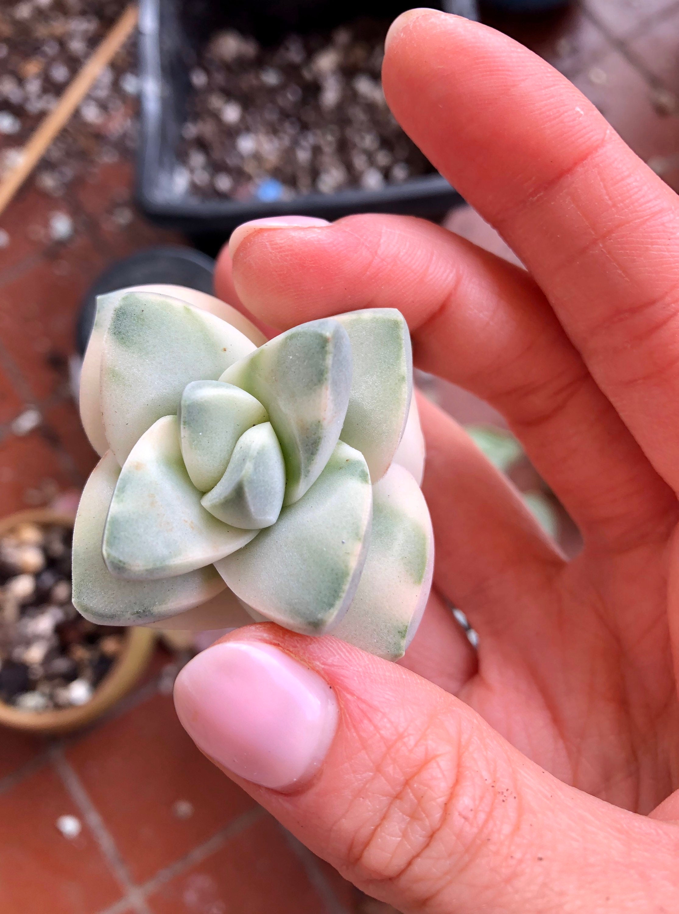 Crassula Cv Moonglow Variegata | Plante Succulente Panachée Très Rare