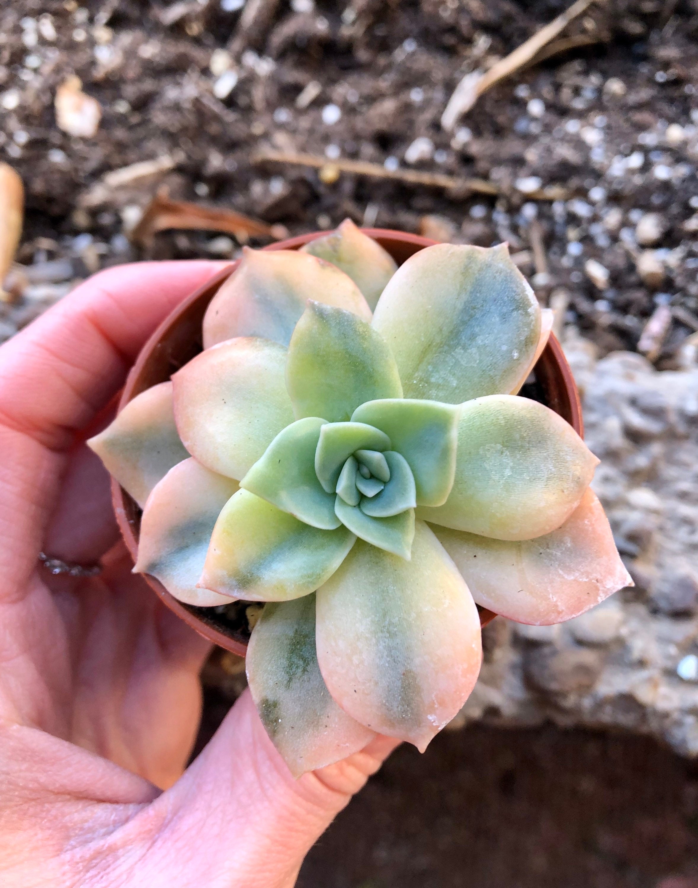 Graptoveria Harry Watson Variegata | Très Rares Nouvelles Plantes Succulentes Hybrides Panachées