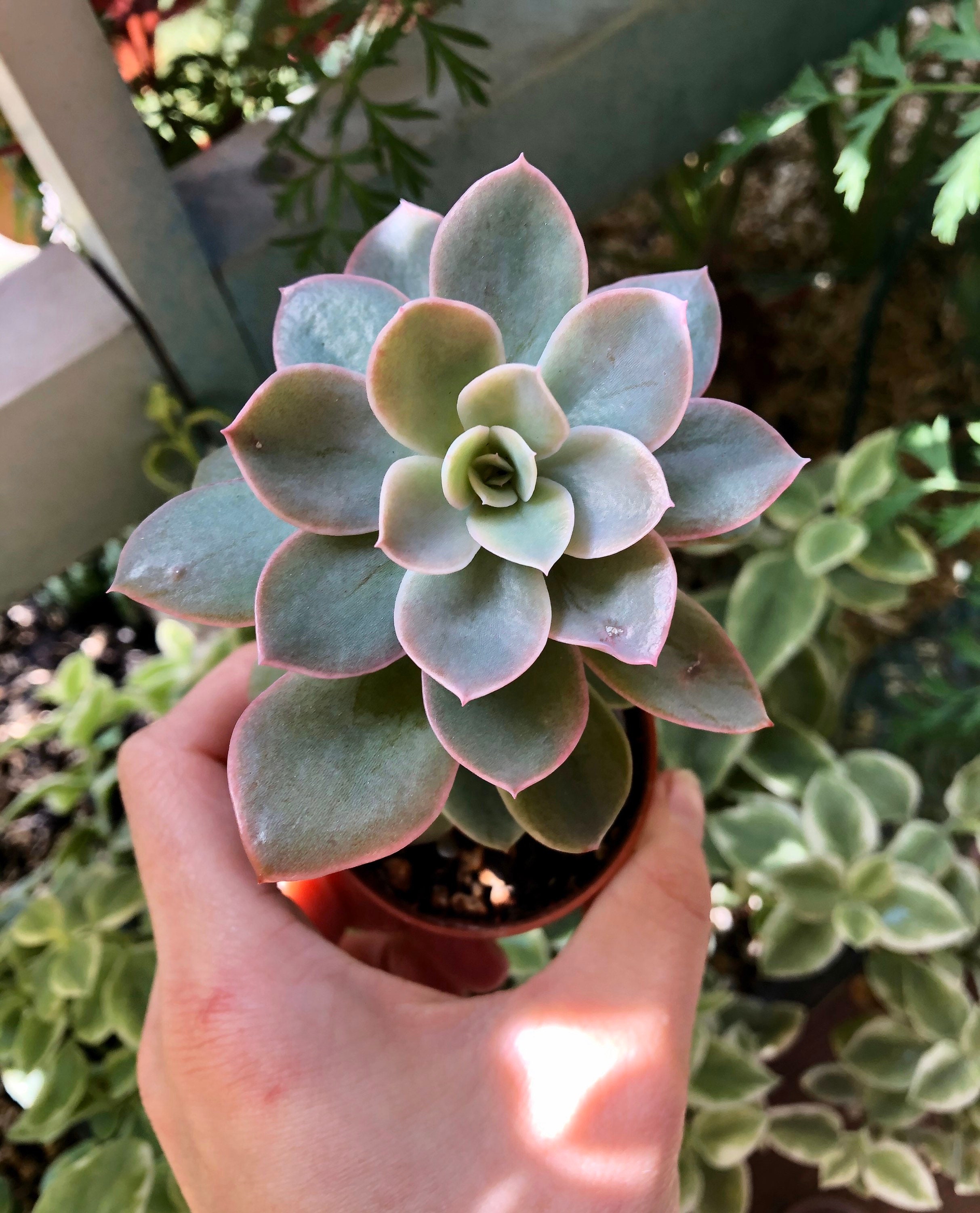 Echeveria Pink Vera | Succulente Hybride Très Rare de Corée