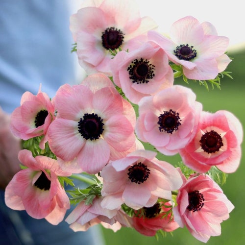 FREE SHIPPING Anemone coronaria Mistral® Rosa Chiaro - 3/4 bulb/corm, poppy-like perennial flowers, rare Italian windflowers, easy to grow