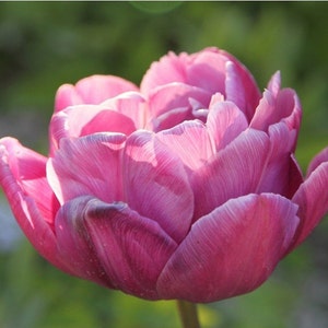 Late Double "Blue Diamond" Tulip bulbs