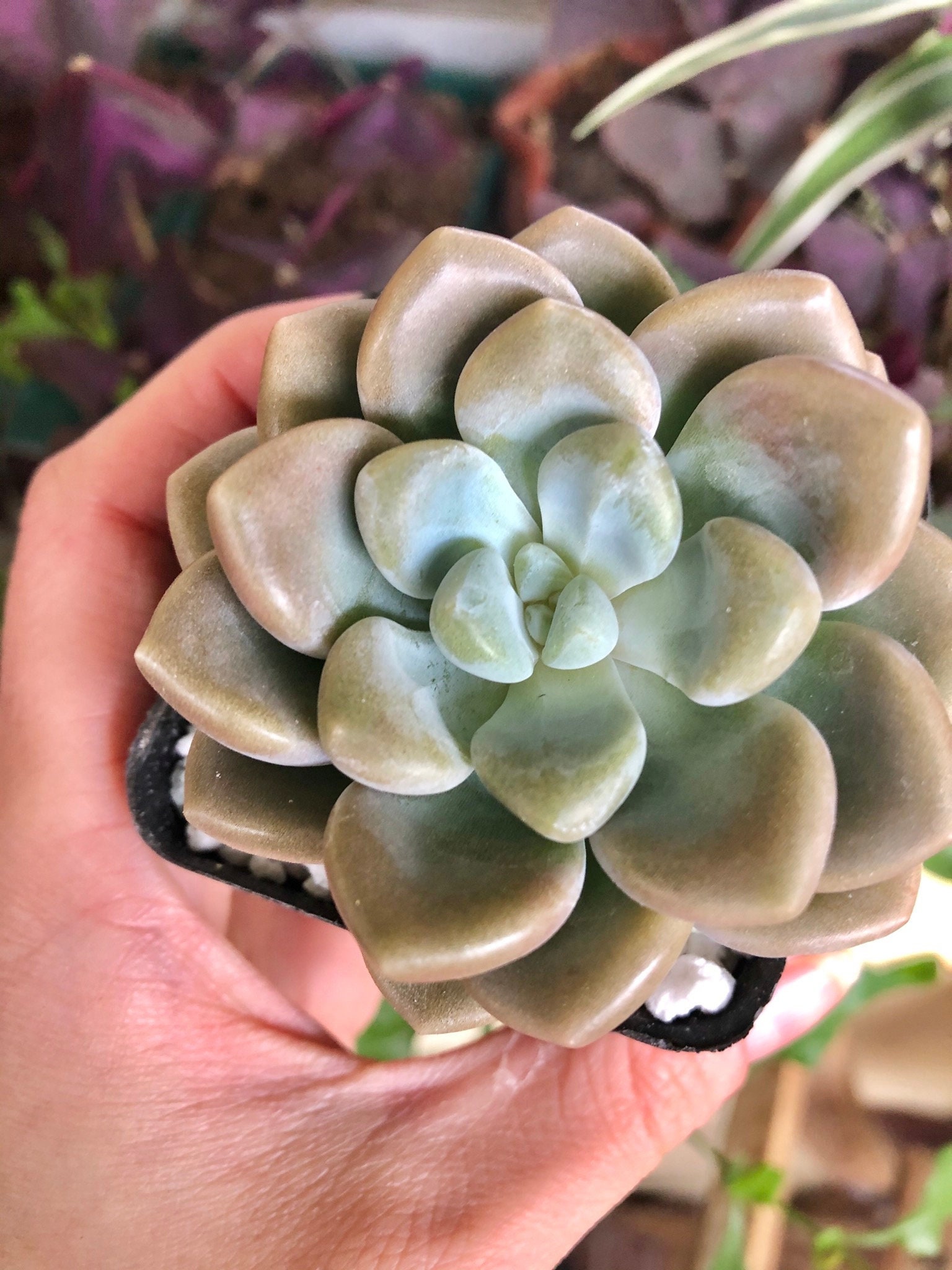 Echeveria Bubble Balm Adorable Bubbly Succulent Plant image