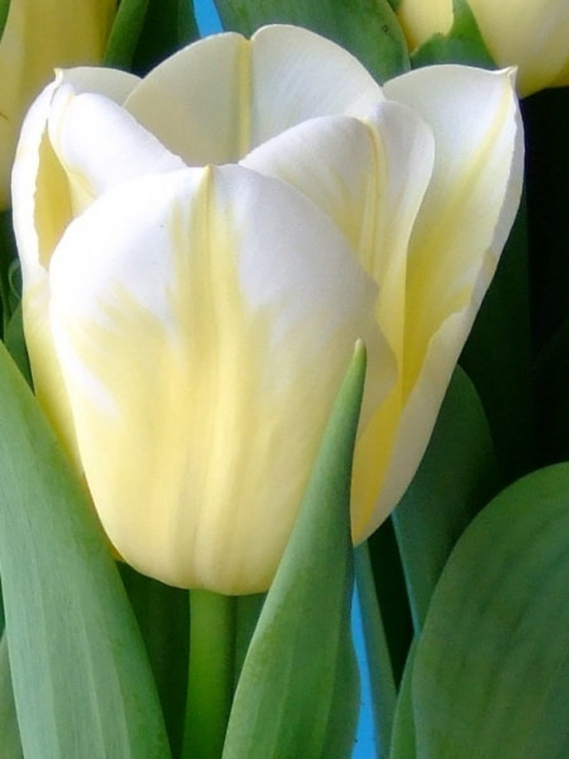 Tulip bulbs Calgary Flames Triumph Tulip cheerful yellow Etsy